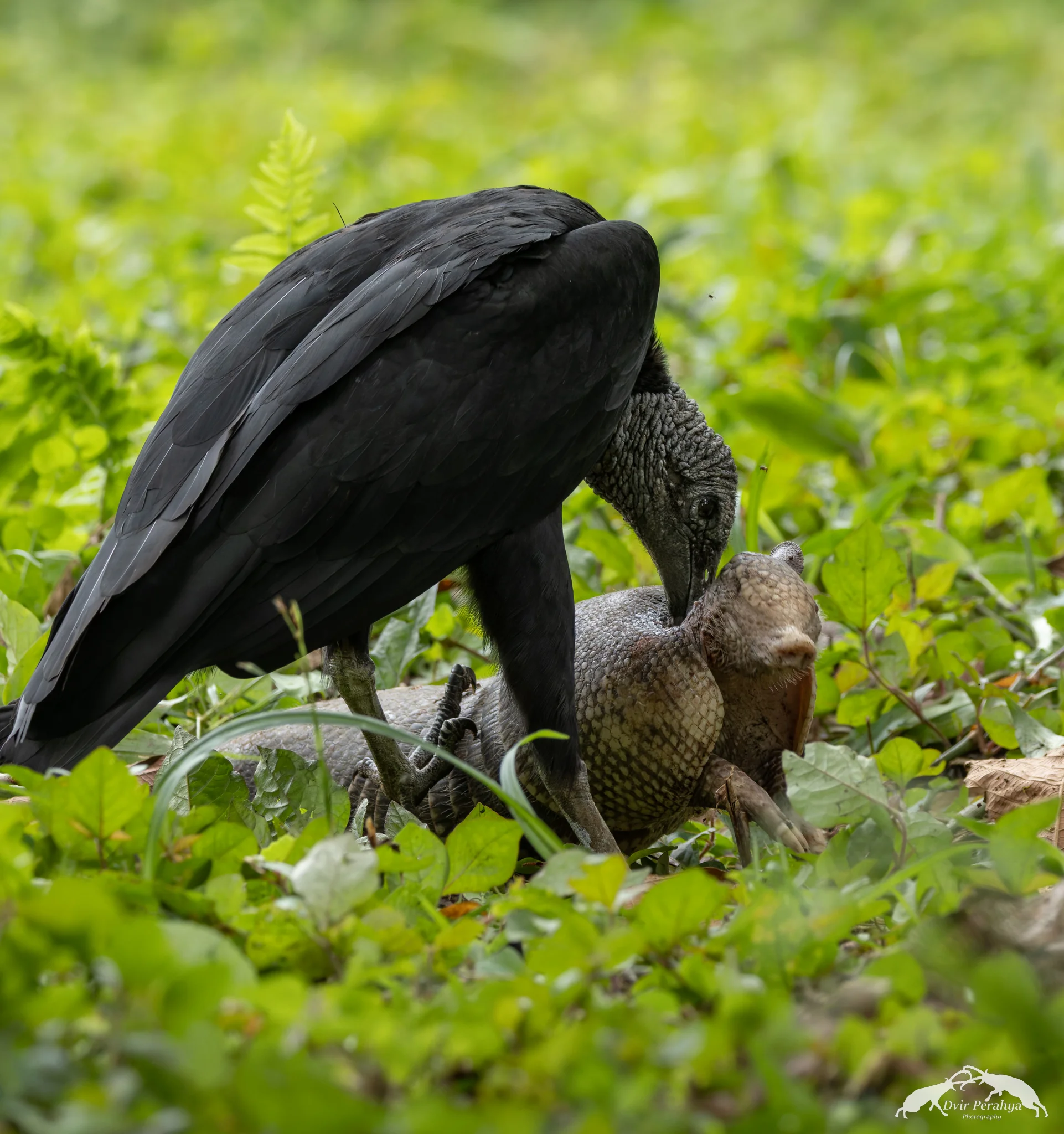 Black Vulture eating Armadillo, Arenal